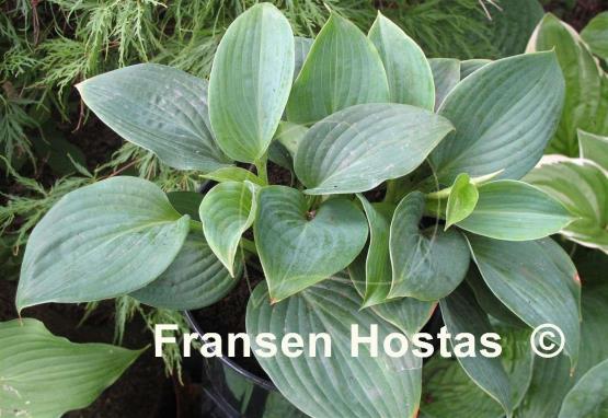 Hosta Reverend Mac